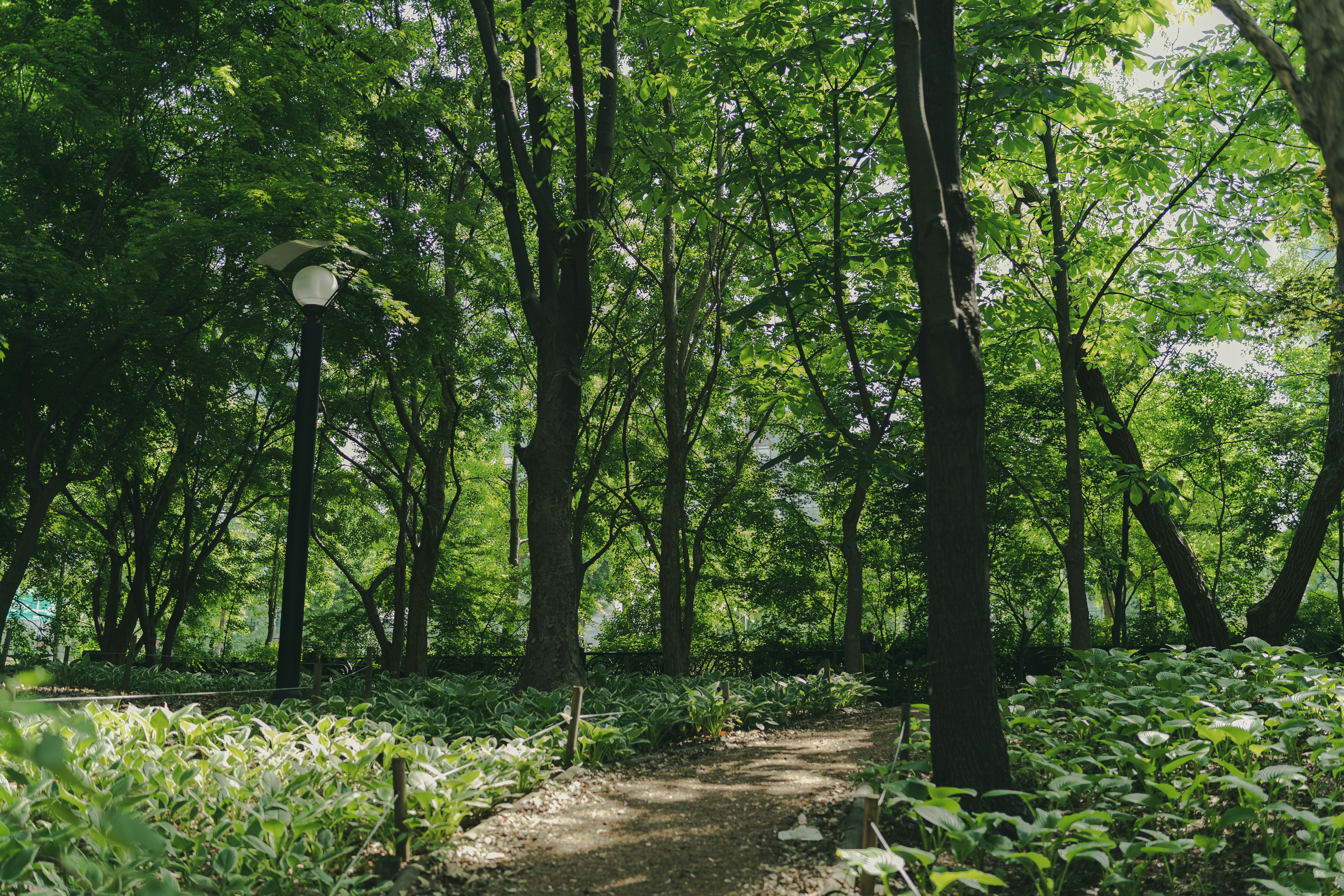 Forest Park Portland