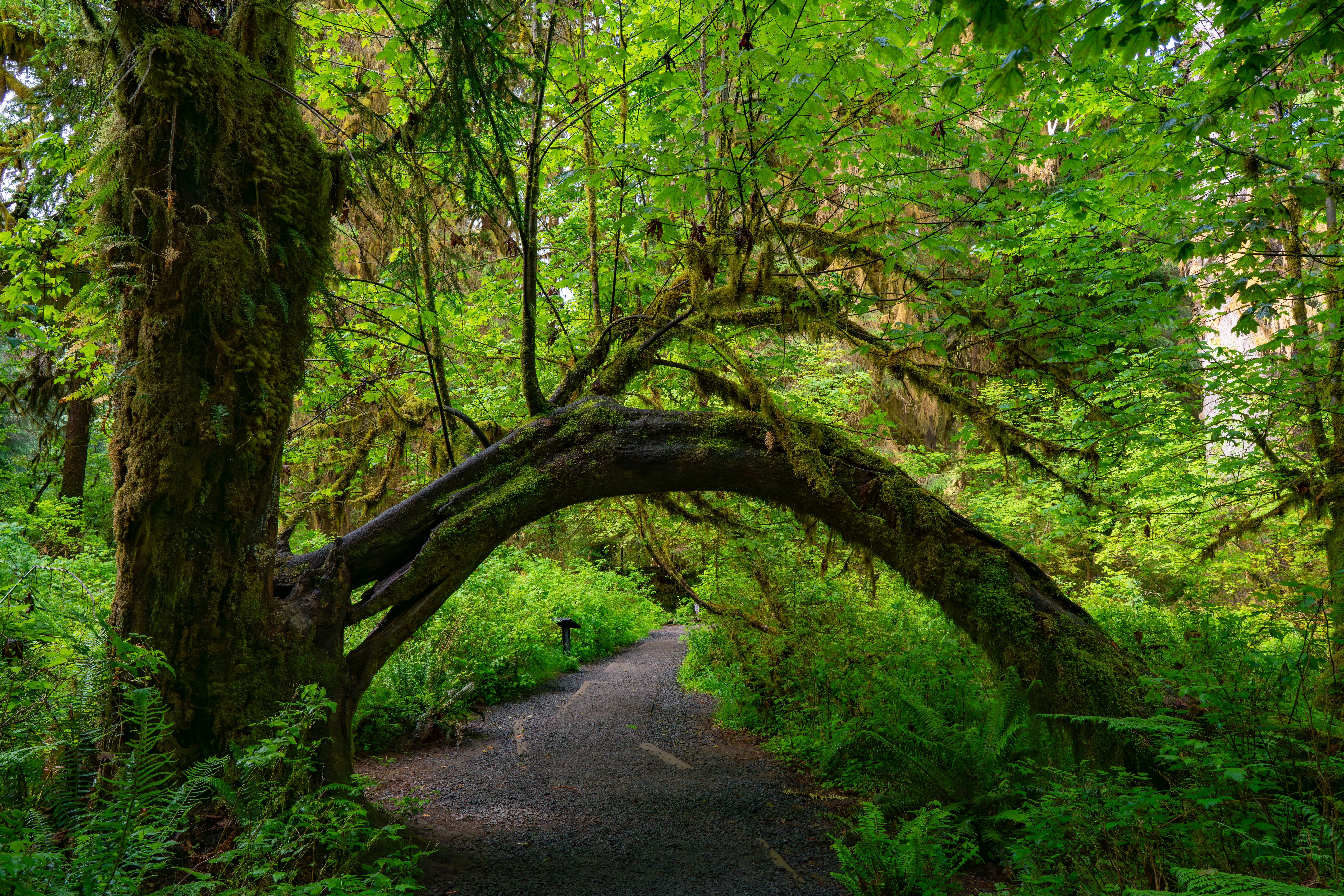 Mossy forest trail
